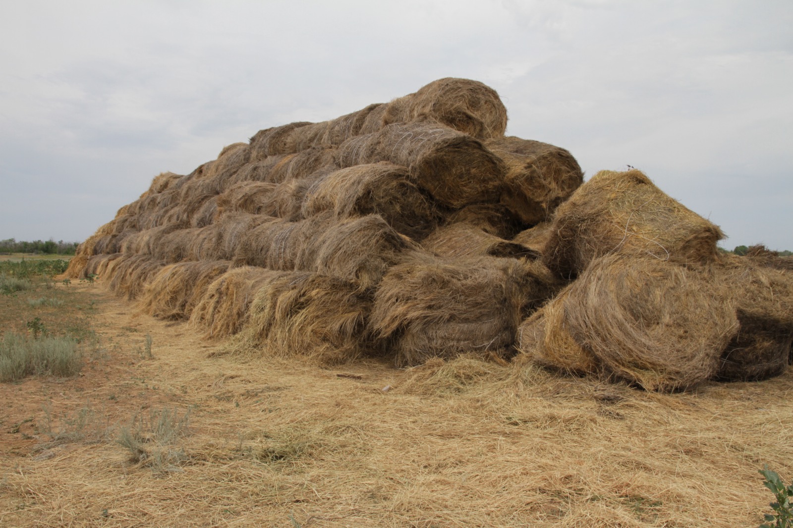 2,3 млн тонн сена планируют заготовить в ЗКО